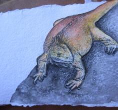 acrylics and colored pencil, land iguana
