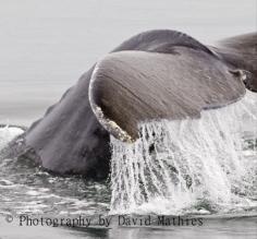 Humpback Whale