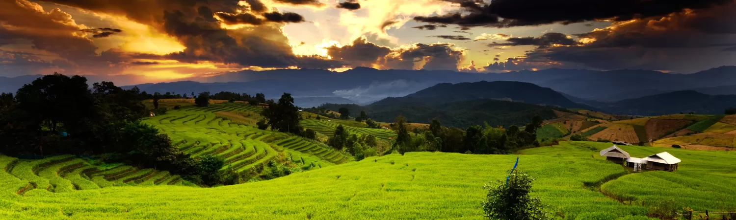 Scenic rice field in Vietnam