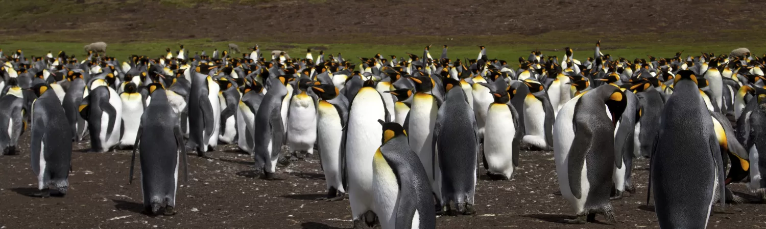 King Penguins in Chile