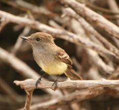 Galapagos Flycatcher