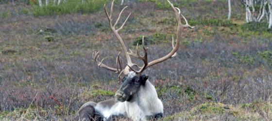 A reindeer relaxes in the Arctic tundra