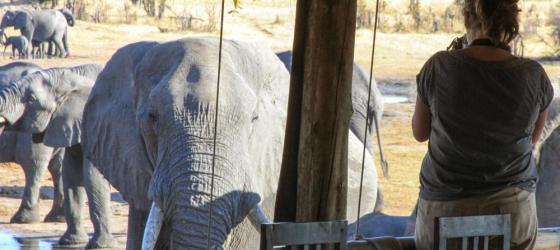 Vanessa and the elephants