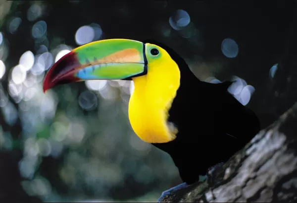 Toucan relaxing in the tree