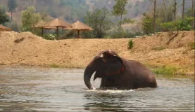 Bath time at the Elephant Nature Park