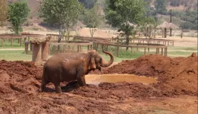 Elephant Nature Park mud pit