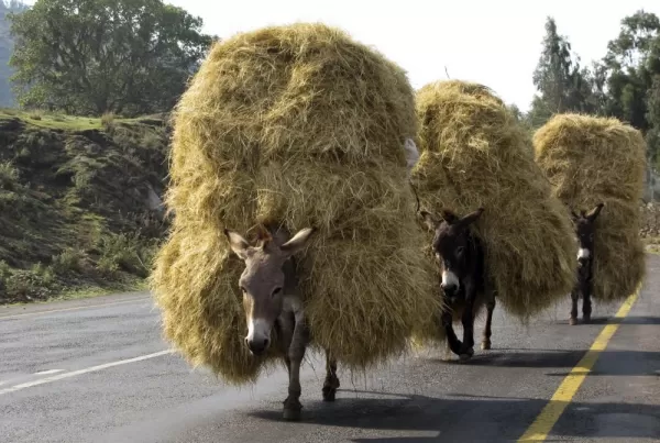 Loaded donkeys with hay