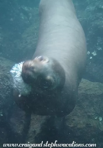 Sea lions in the Galapagos Islands