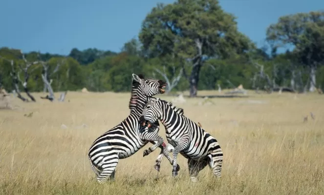 Zebras playing on the Ngamo Plains
