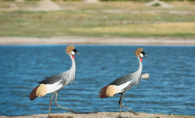 Pair of grey-crowned cranes