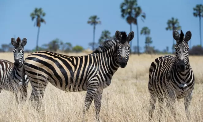 Zebras saying hi