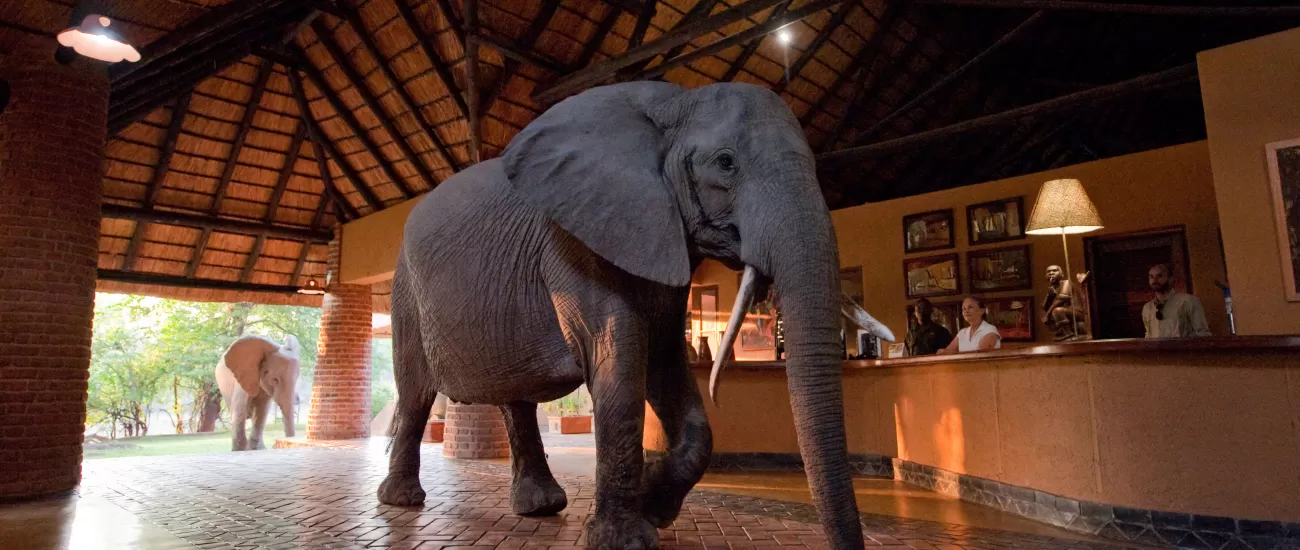 Late in the year elephants walk through the lobby