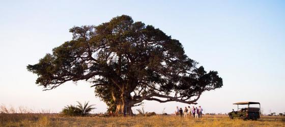 Enjoy sundowners under a tree after a game drive