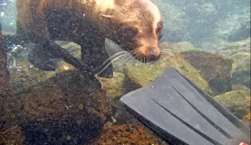 Snorkeling with a sea lion pup