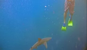 Yikes; theres a shark!