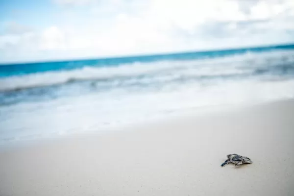 Turtle hatchling makes its way to the ocean