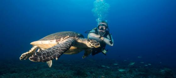 Diving with a sea turtle