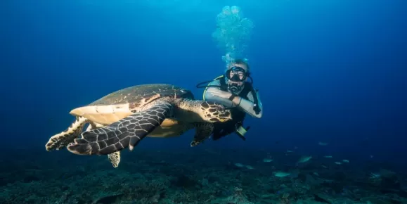 Diving with a sea turtle