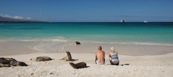 Couple sitting on a beach among sea lions