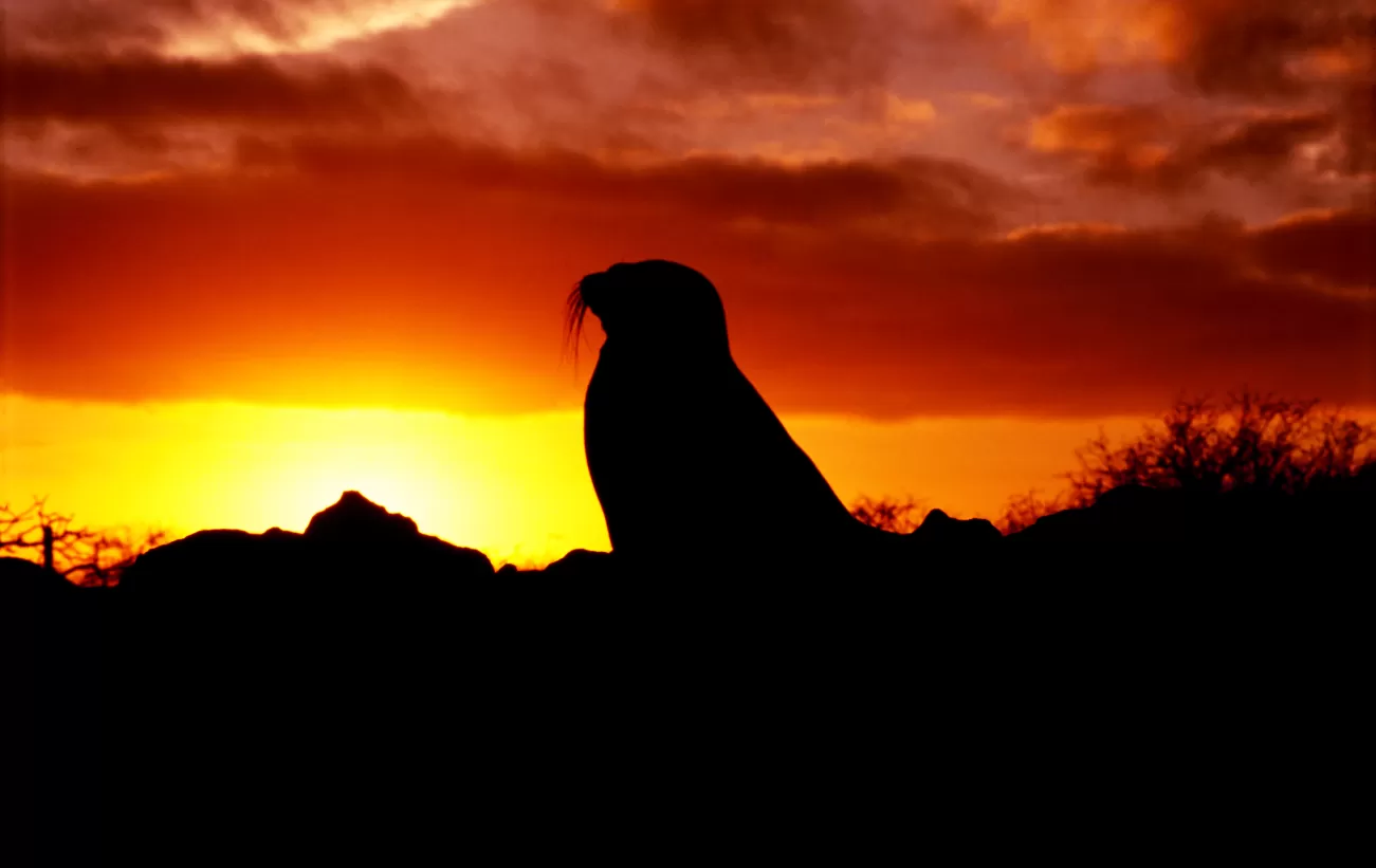 Sea lion at sunset