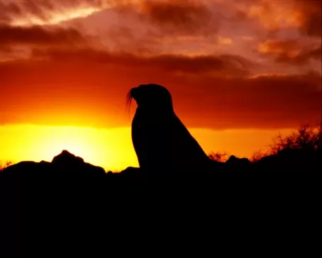 Sea lion at sunset