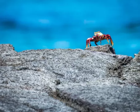 Sally Lightfoot Crab on a rock