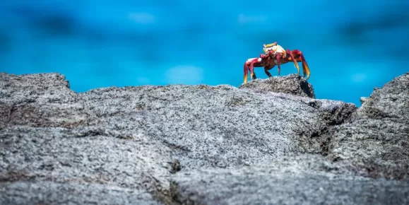 Sally Lightfoot Crab on a rock
