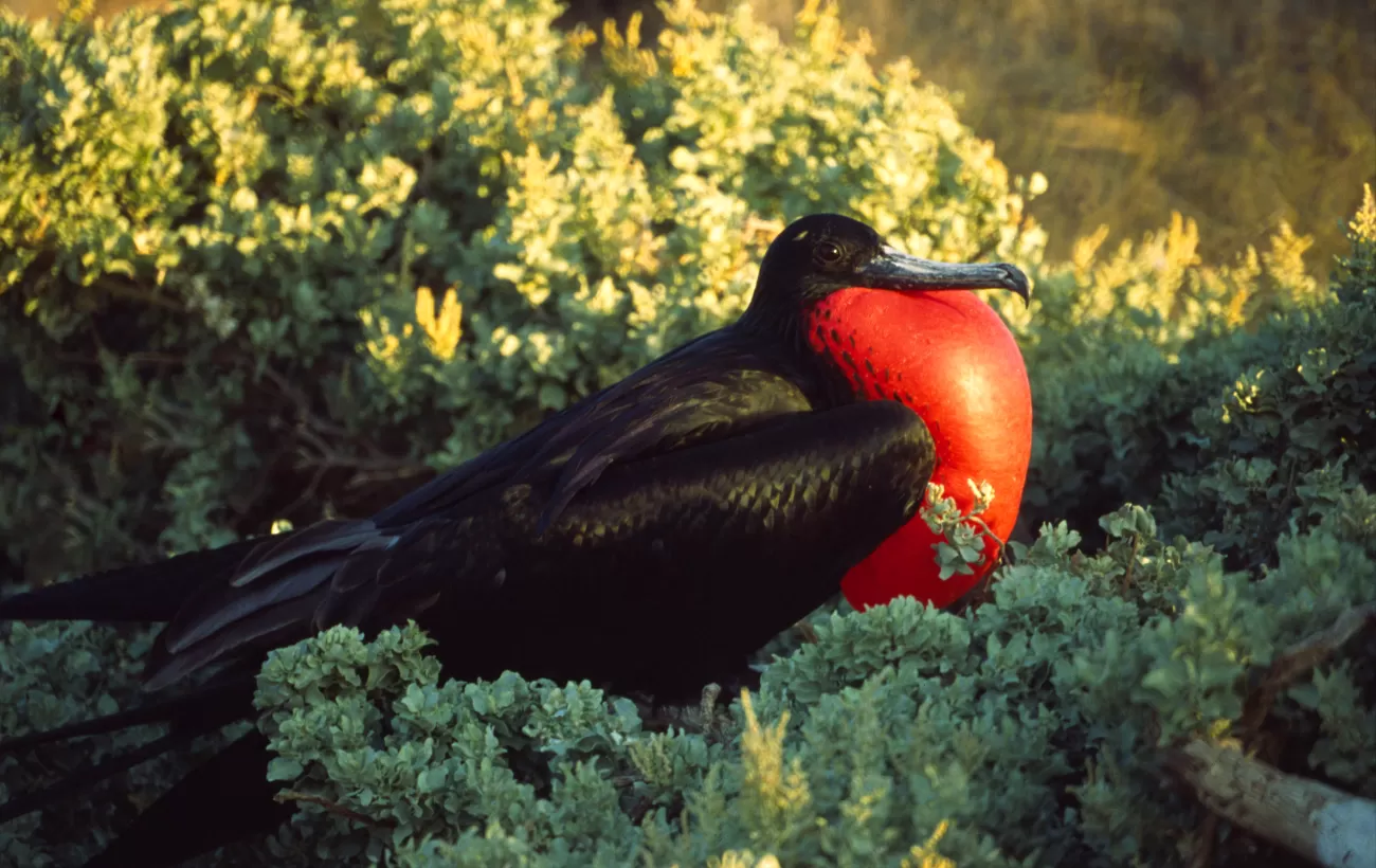 Frigate bird showing off