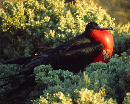 Frigate bird showing off
