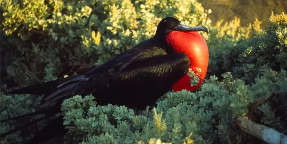 Frigate bird showing off