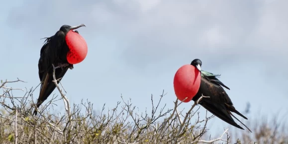 Two frigate birds