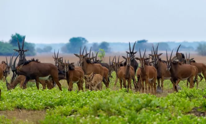 A herd of sable antelope
