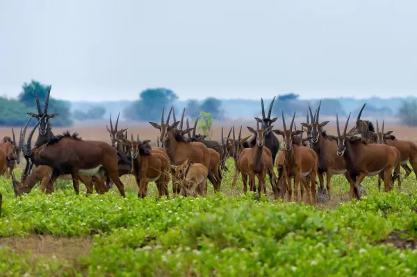 A herd of sable antelope
