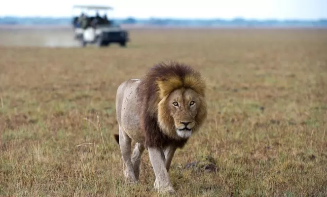Lion stride
