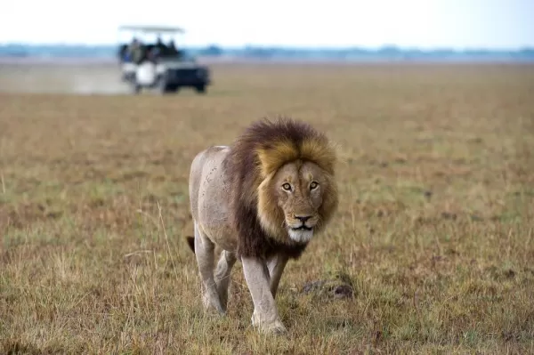 Lion stride