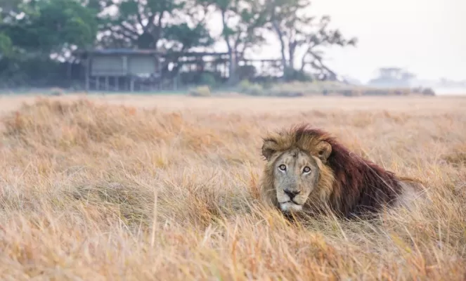 Male lion at Shumba