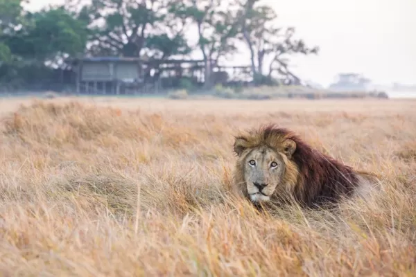 Male lion at Shumba