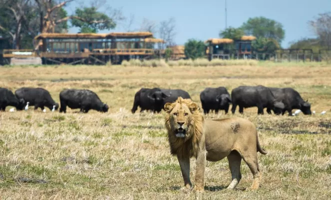 Lion with a buffalo herd