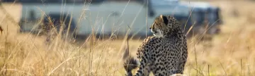 Cheetah on a game drive