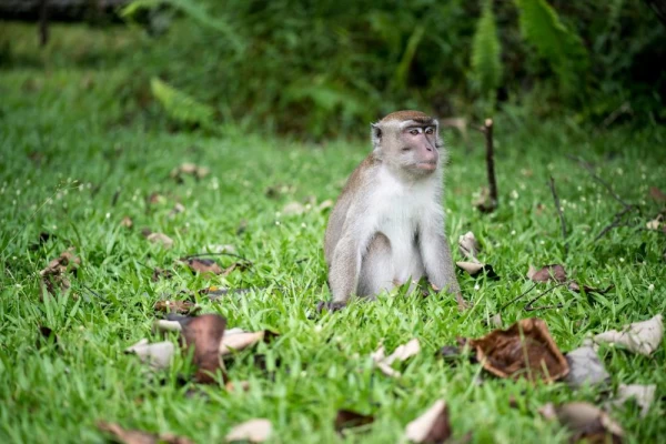 Macaque in Malaysia