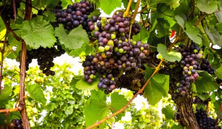 Grapes at a vineyard