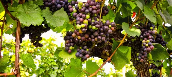 Grapes at a vineyard