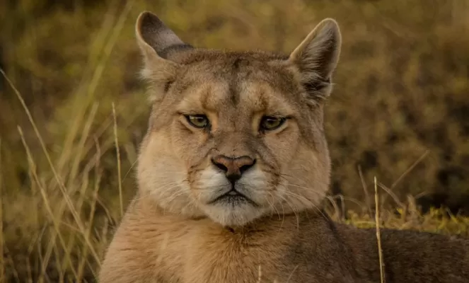 Puma tracking in Patagonia
