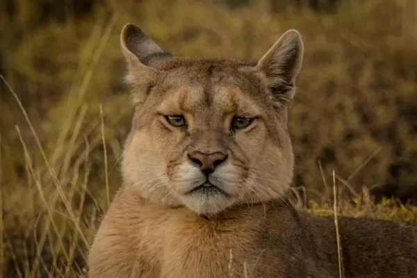 Puma tracking in Patagonia