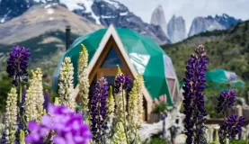Wild flowers at EcoCamp