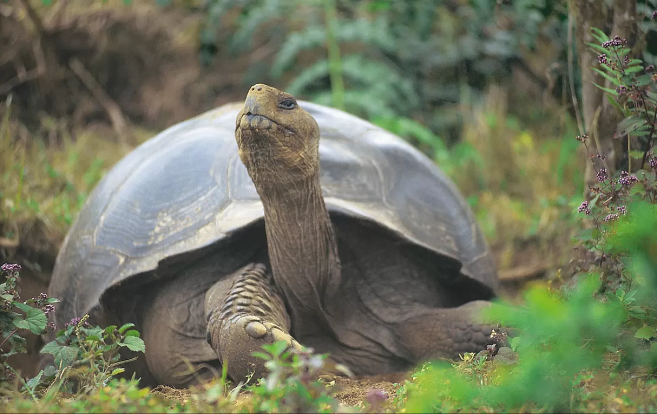 Massive Tortoise in the Galapagos