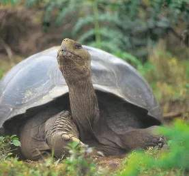 Massive Tortoise in the Galapagos