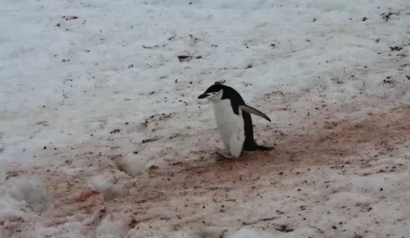 Penguin track