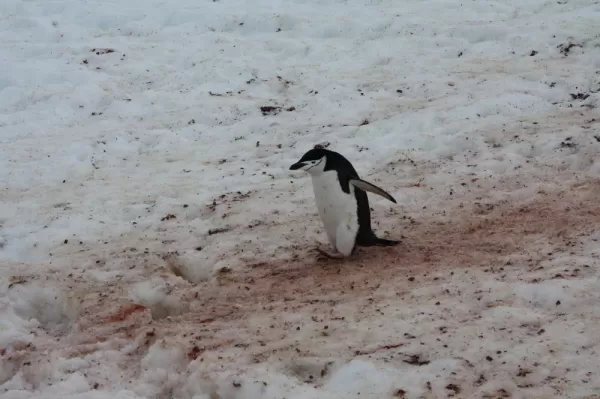 Penguin track