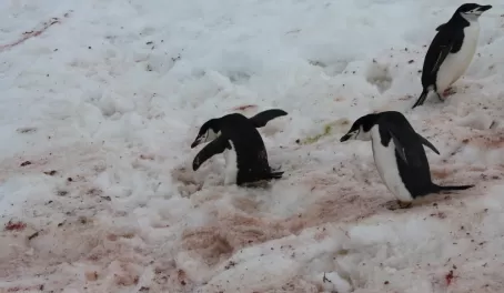Penguins slide down the slope